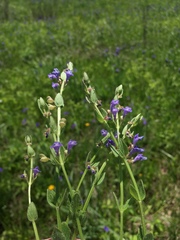Scutellaria parvula australis
