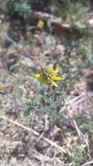 Dalea lutea