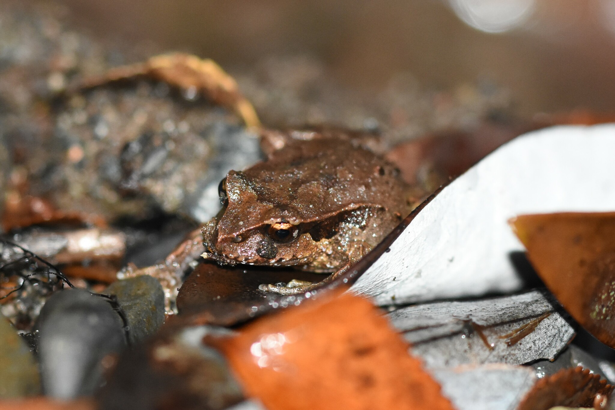 Eupsophus calcaratus (Günther, 1881)
