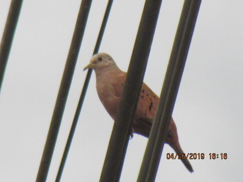 Ruddy Ground-Dove