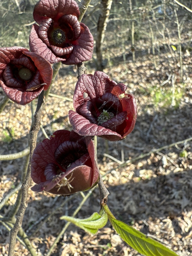 common pawpaw from Brownsville, TN, US on March 26, 2024 at 05:29 PM by ...