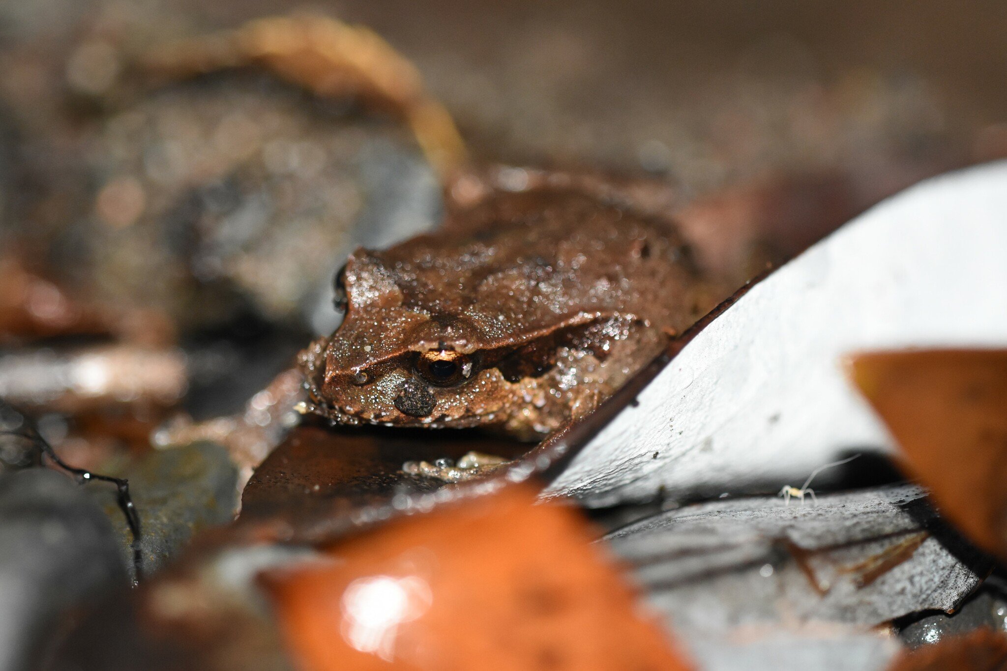 Eupsophus calcaratus (Günther, 1881)