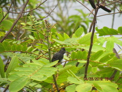 Thamnophilus tenuepunctatus