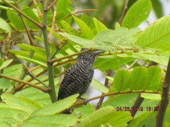 Thamnophilus tenuepunctatus