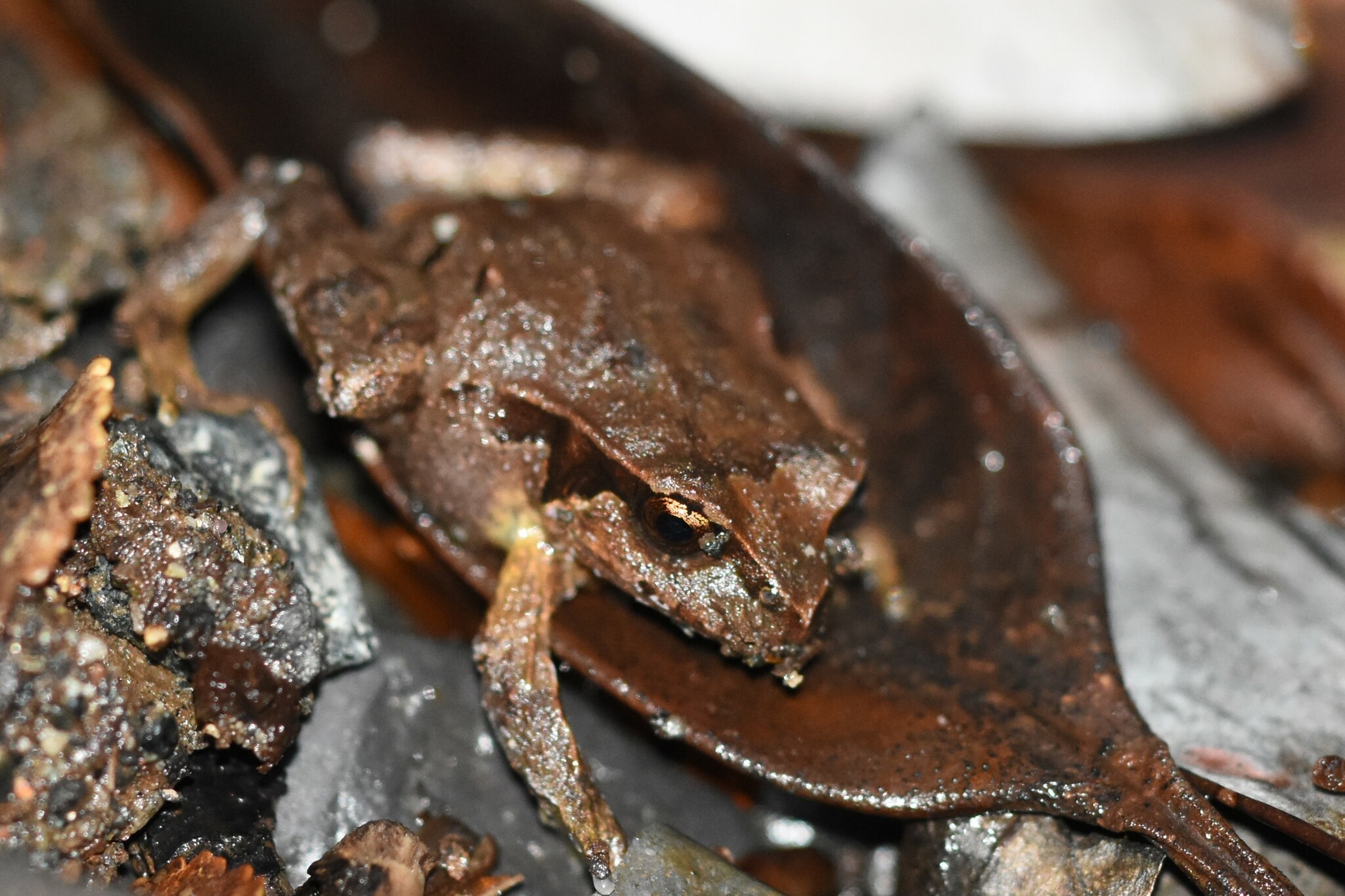 Eupsophus calcaratus (Günther, 1881)