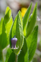 Clematis fremontii