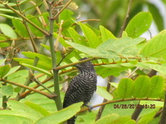 Thamnophilus tenuepunctatus