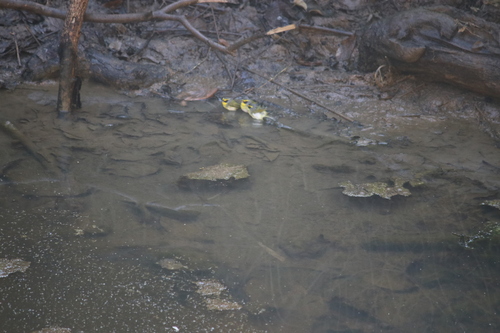 Black-faced Warbler (Abroscopus schisticeps), photo 5