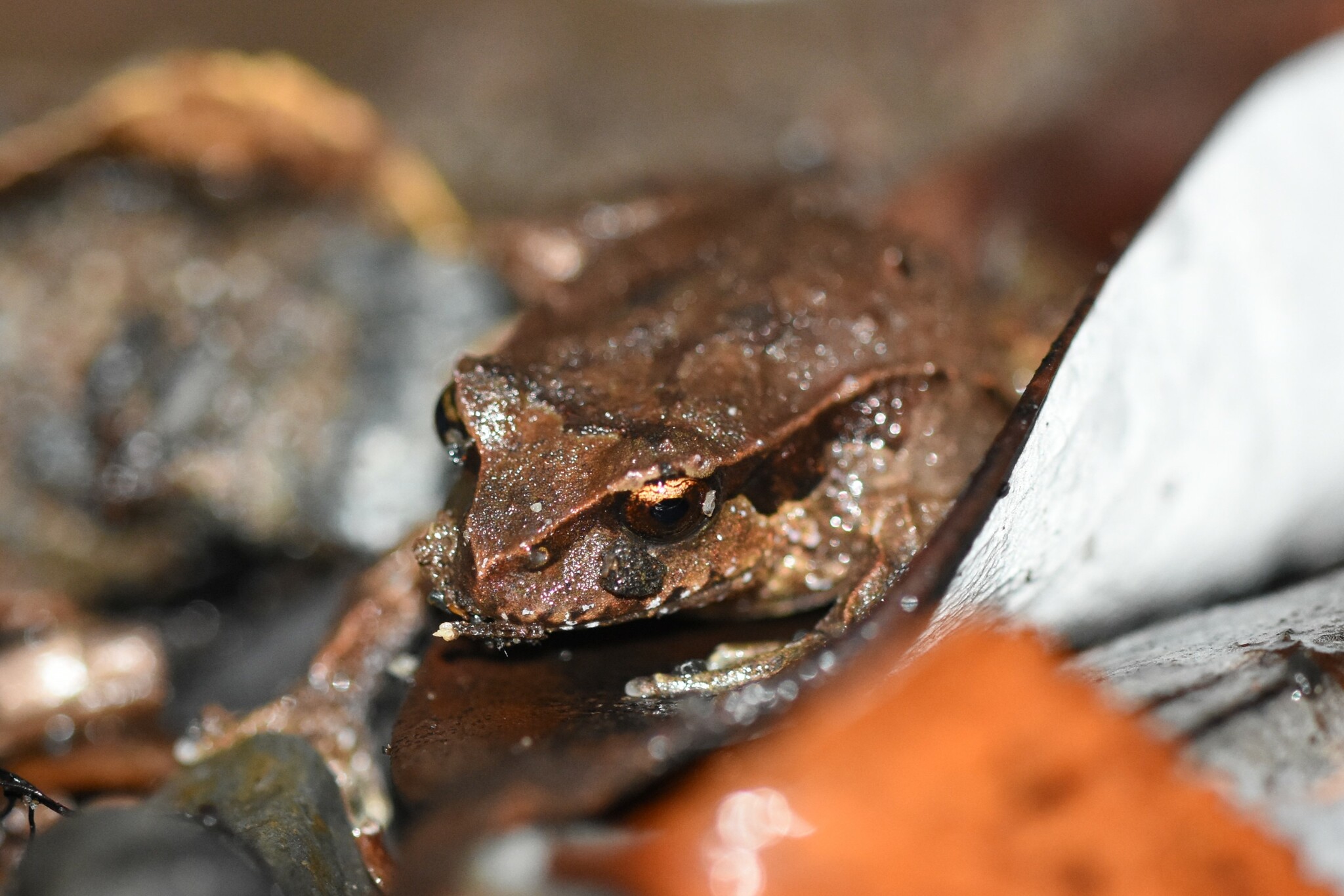 Eupsophus calcaratus (Günther, 1881)