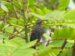 Thamnophilus tenuepunctatus