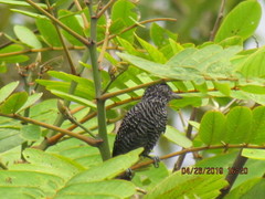 Thamnophilus tenuepunctatus