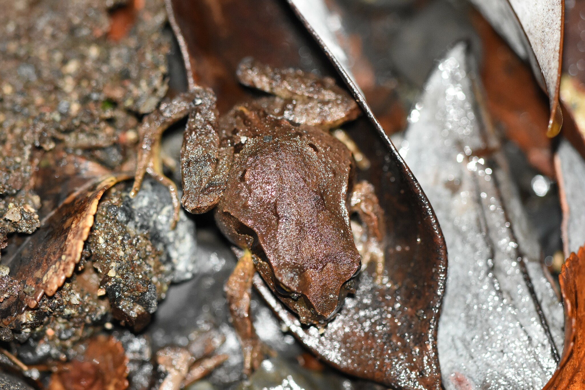 Eupsophus calcaratus (Günther, 1881)