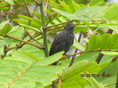 Thamnophilus tenuepunctatus