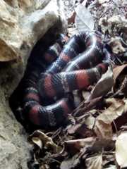 Lampropeltis abnorma
