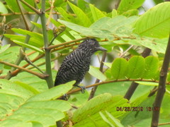 Thamnophilus tenuepunctatus