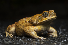 Cane Toad photo 1