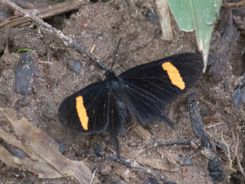 Barbicornis basilis