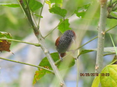 Thamnophilus tenuepunctatus