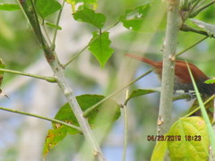 Thamnophilus tenuepunctatus