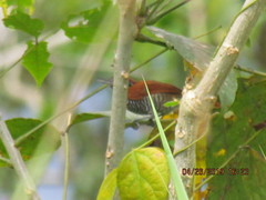 Thamnophilus tenuepunctatus