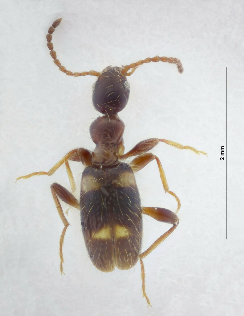 Leptaleus rodriguesi