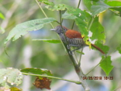 Thamnophilus tenuepunctatus