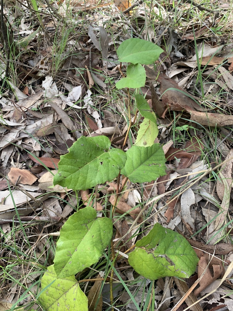 Kangaroo Vine from Glenrock State Conservation Area, Whitebridge, NSW ...