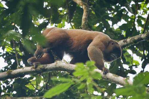 Humboldt's Woolly Monkey