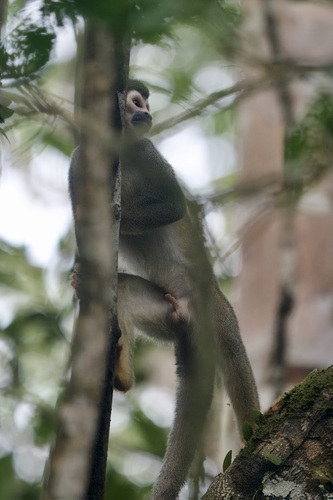 Ecuadorean Squirrel Monkey