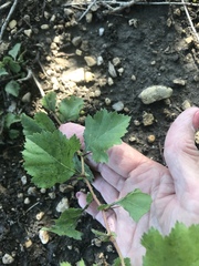 Crataegus mollis