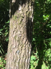 Diospyros virginiana image