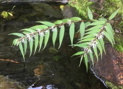 Pentasachme caudatum