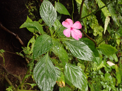 Impatiens walleriana image