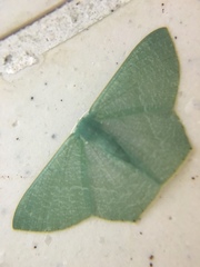 Thalassodes immissaria