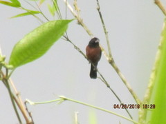 Sporophila angolensis