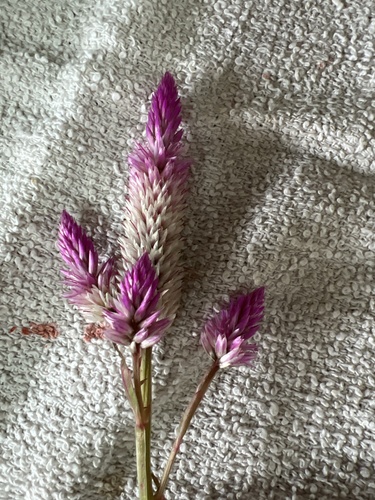 Celosia argentea observed 2024-03-26