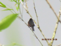 Sporophila angolensis