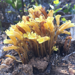 Aphyllon franciscanum