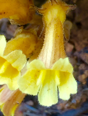 Aphyllon franciscanum