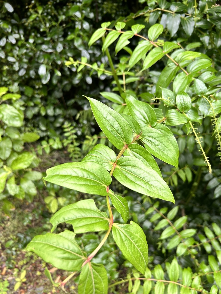 Tree Tutu from Te Ika-a-Māui/North Island, Ōtaki, Wellington, NZ on ...