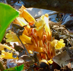 Aphyllon franciscanum