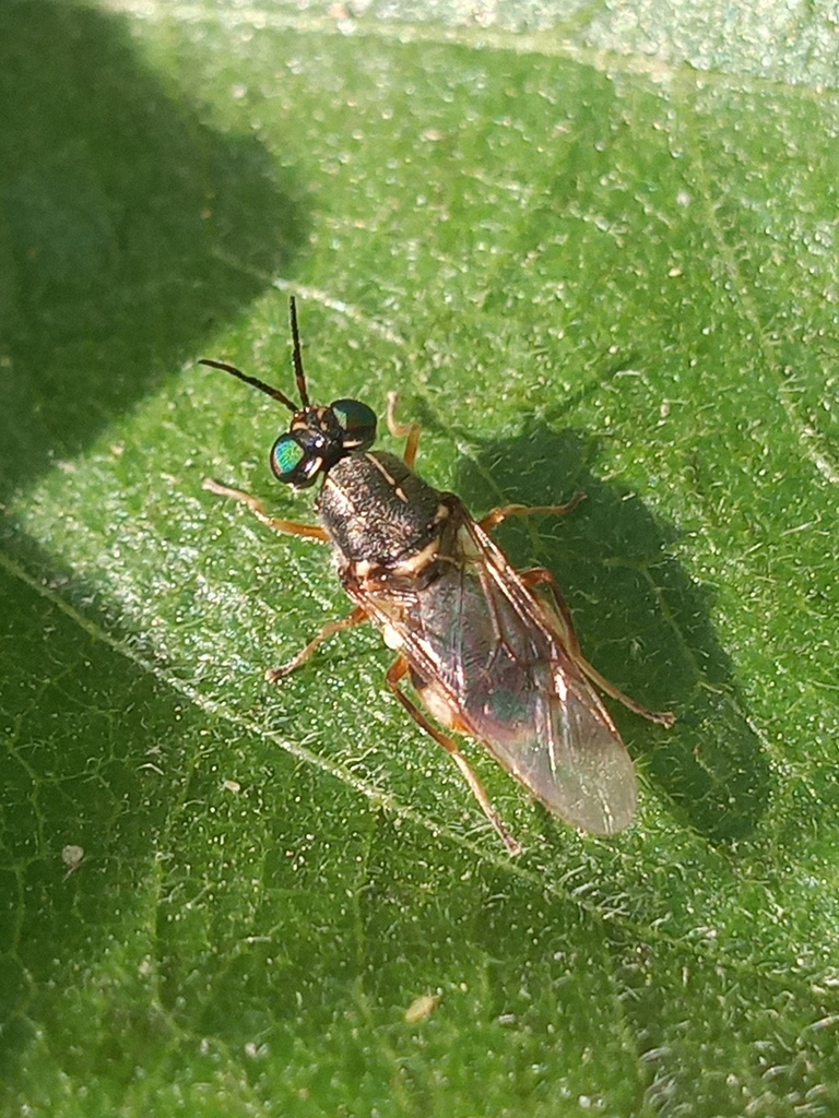 Euparyphus patagius