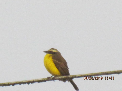 Social Flycatcher