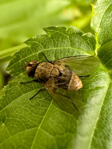 Genus Argyrophylax · iNaturalist
