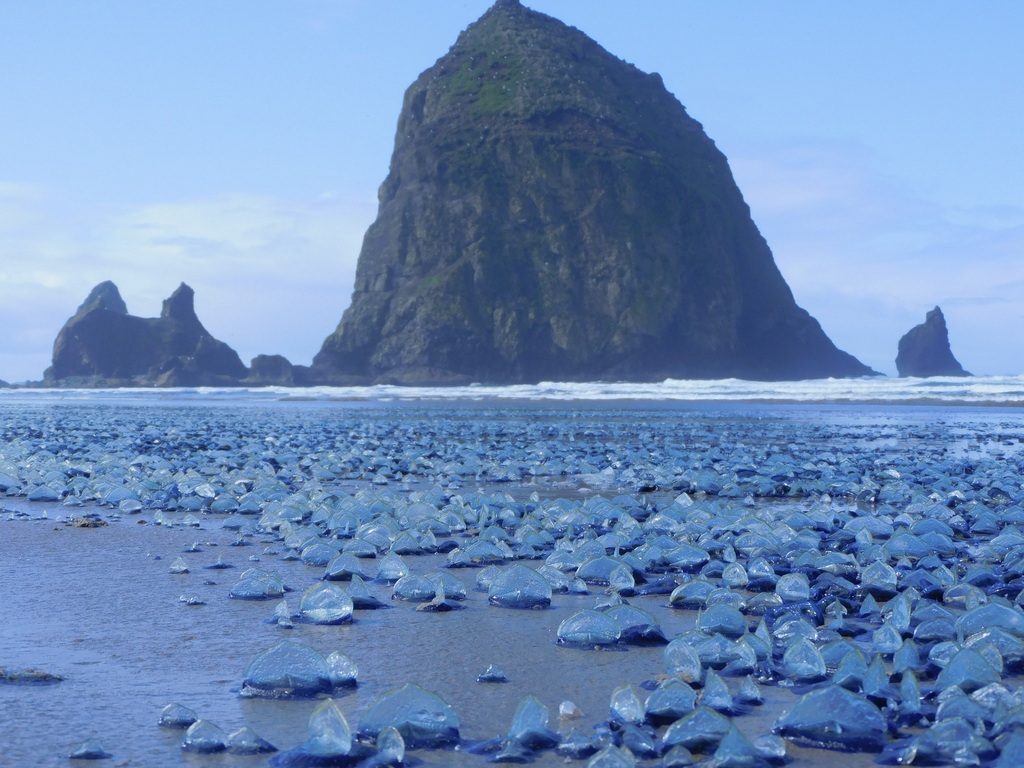 Photo of By-the-wind sailor (Velella velella)