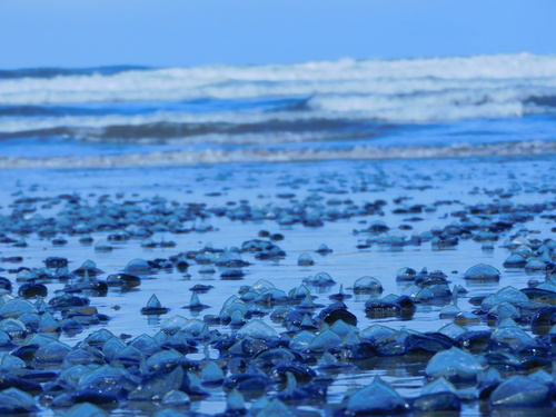 Photo of By-the-wind sailor (Velella velella)
