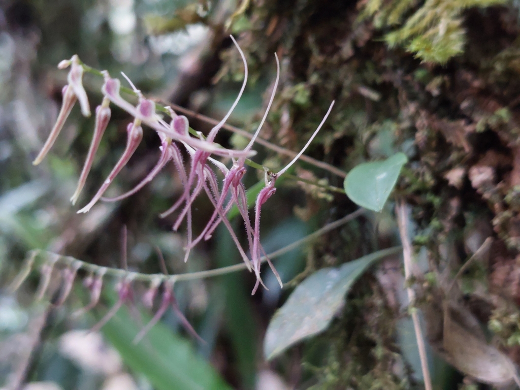 Teagueia phasmida