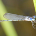 Plateau Spreadwing - Photo (c) Judith Ellen Lopez, some rights reserved (CC BY-NC)