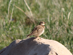 Melanocorypha bimaculata