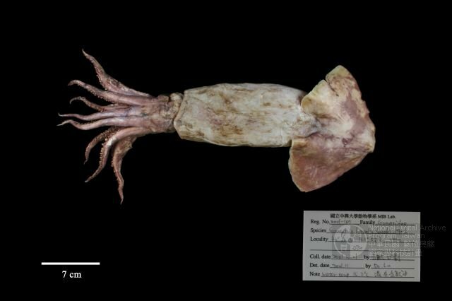 Boreopacific gonate squid
